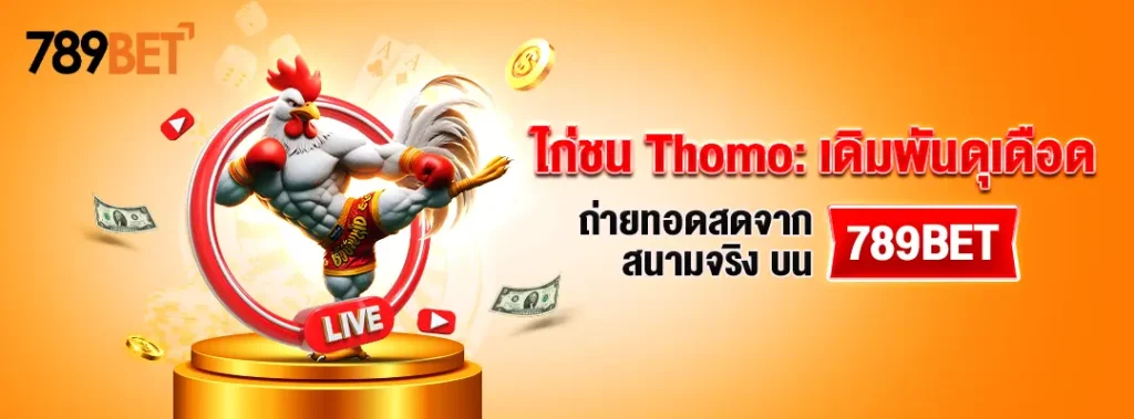 ไก่ชน Thomo: เดิมพันดุเดือด ถ่ายทอดสดจากสนามจริง บน 789BET